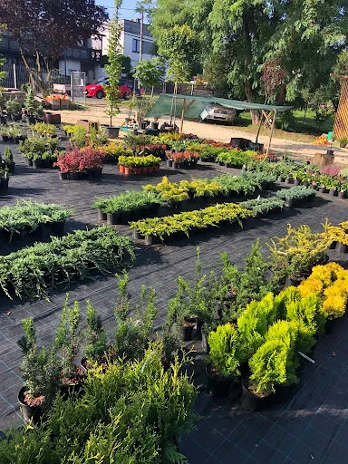 Trawy Agnieszki Zielona Brama Katowice